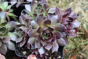 Sempervivum 'Paific Shadows'